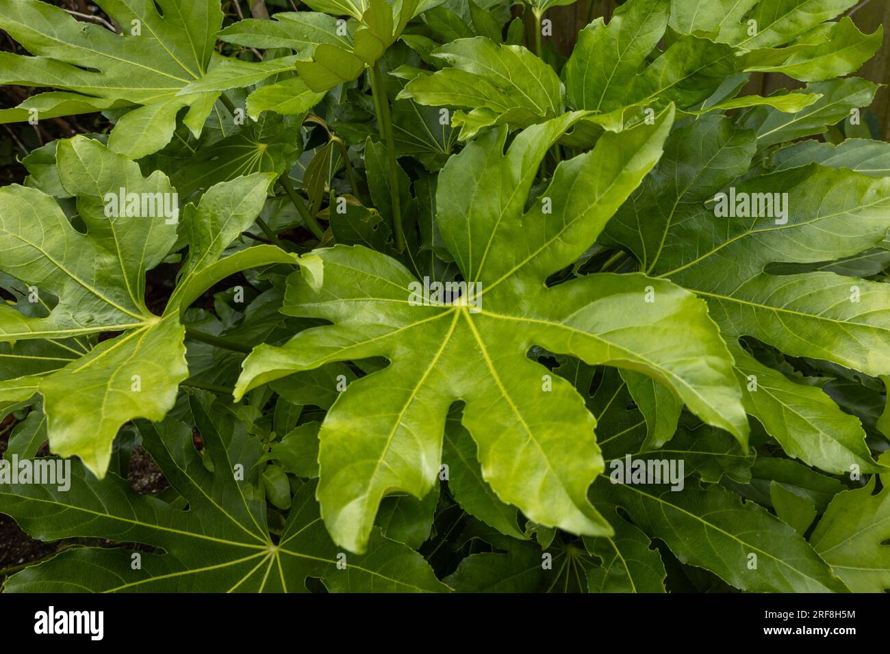 Fatsia japonica leaves Stock Photo