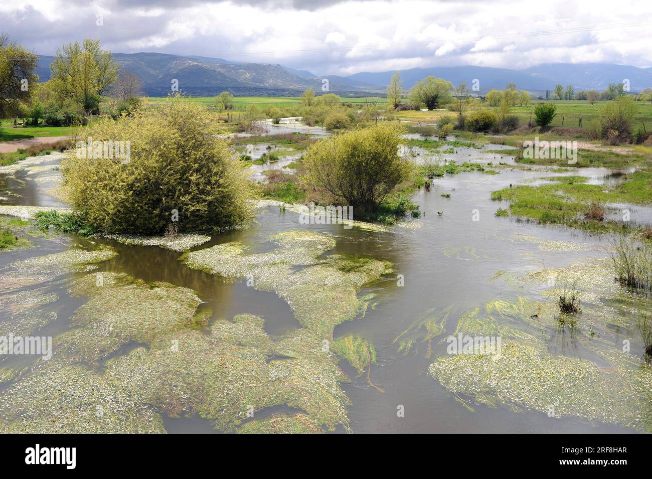 Adeja river with willows and common water-crowfoot near Niharra, Valle de Ambles, Avila, Castilla y Leon, Spain. Stock Photo