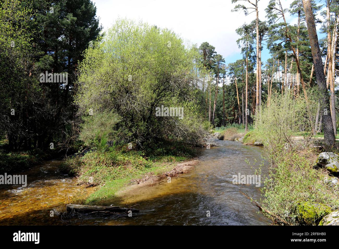 Eresma river in Valsain with scots pines (Pinus sylvestris). Segovia, Castilla y Leon, Spain. Stock Photo