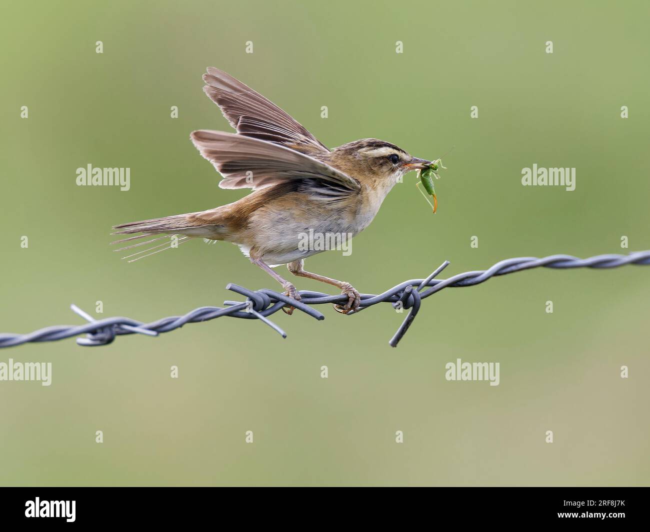 Sedge Warbler (Acrocephalus schoenobaenus)  on barbed wire . Wings up,  grasshopper in its beak , hunting Stock Photo