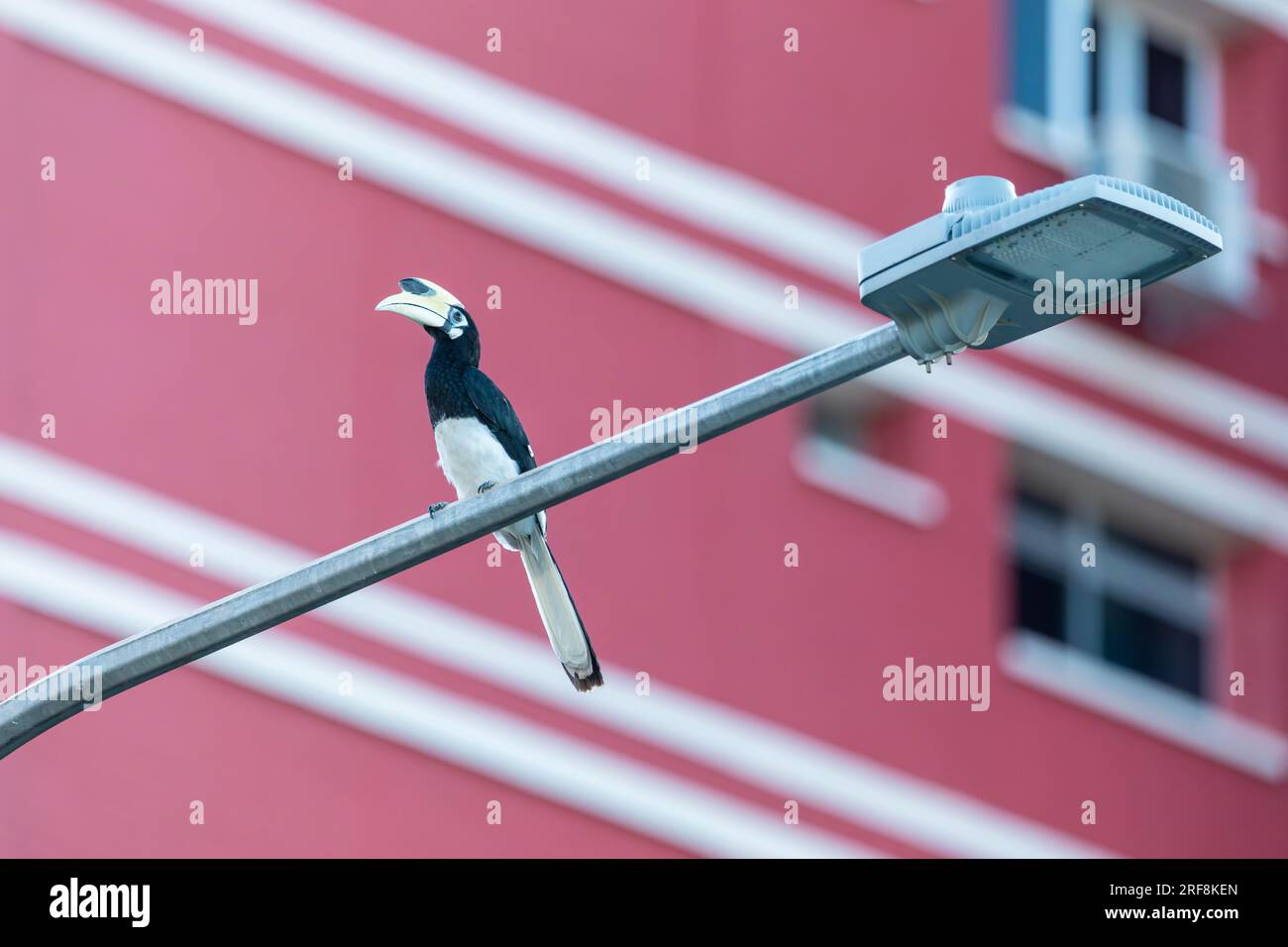 An adult male Oriental Pied Hornbill perches on a streetlamp in front of a public housing estate, Singapore Stock Photo