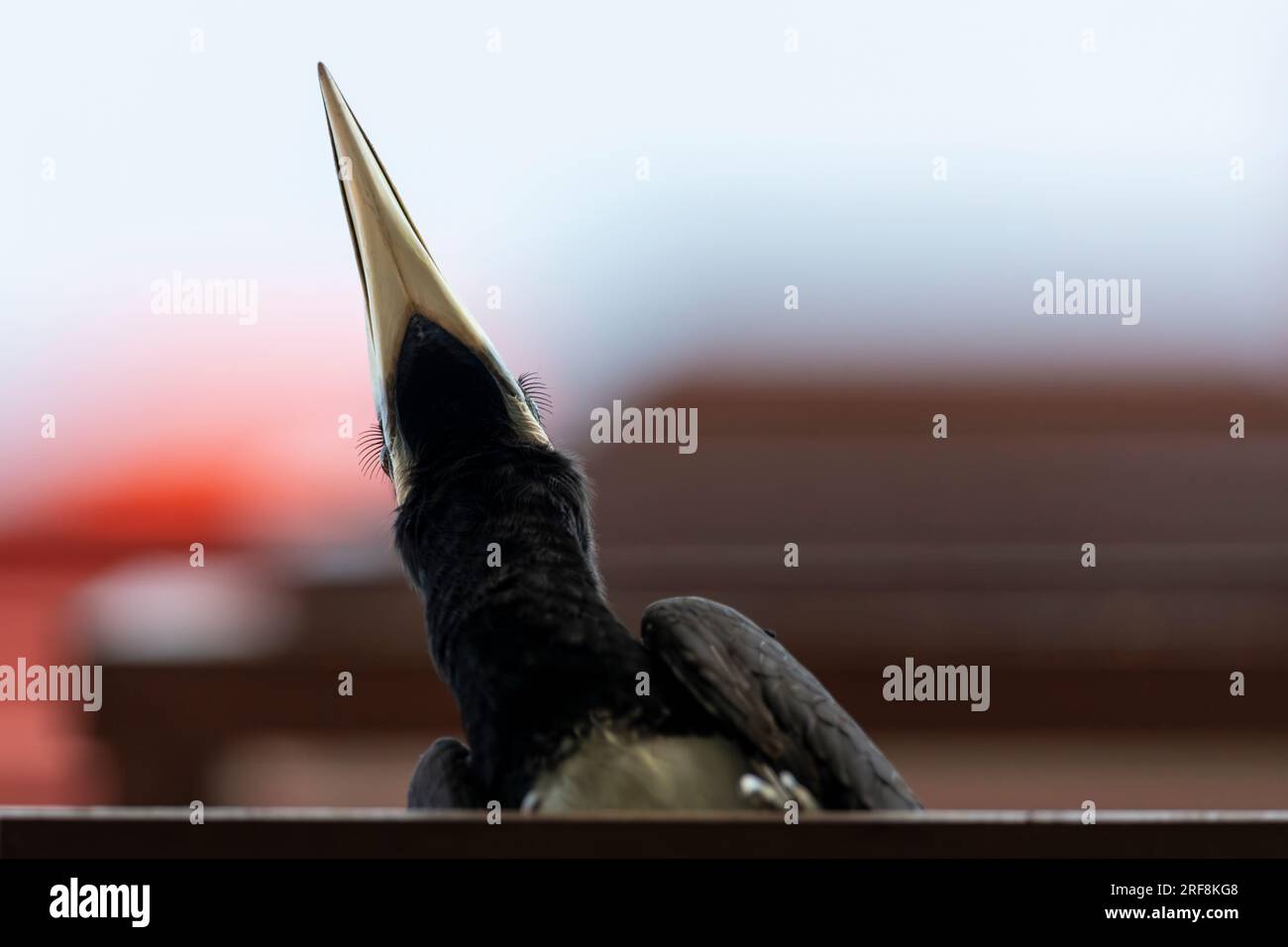 Worm's eye view of an adult male Oriental Pied Hornbill perches on a ledge of an external wall in a public housing estate, Singapore Stock Photo