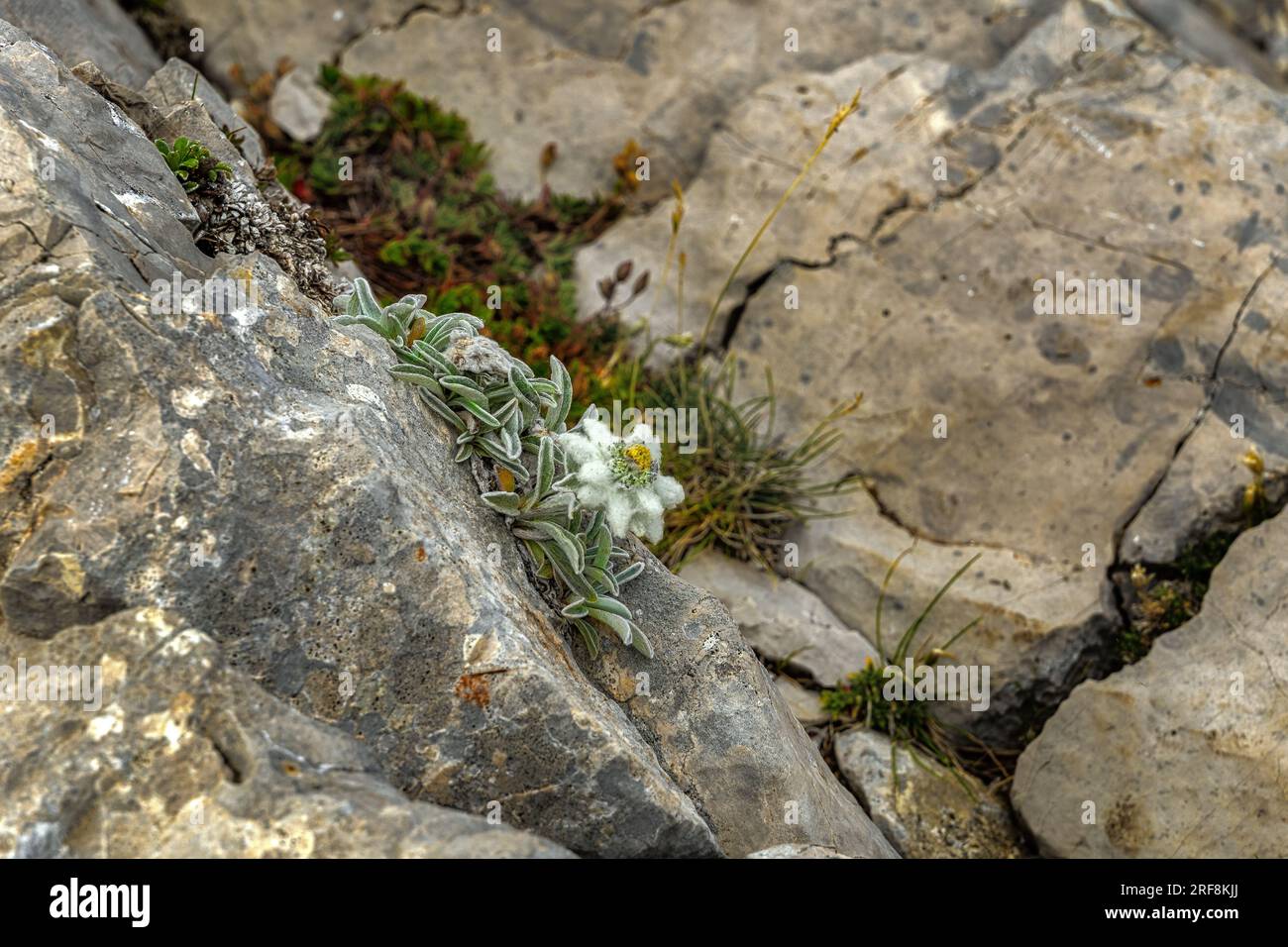 edelweiss born in a crack of limestone rocks Stock Photo
