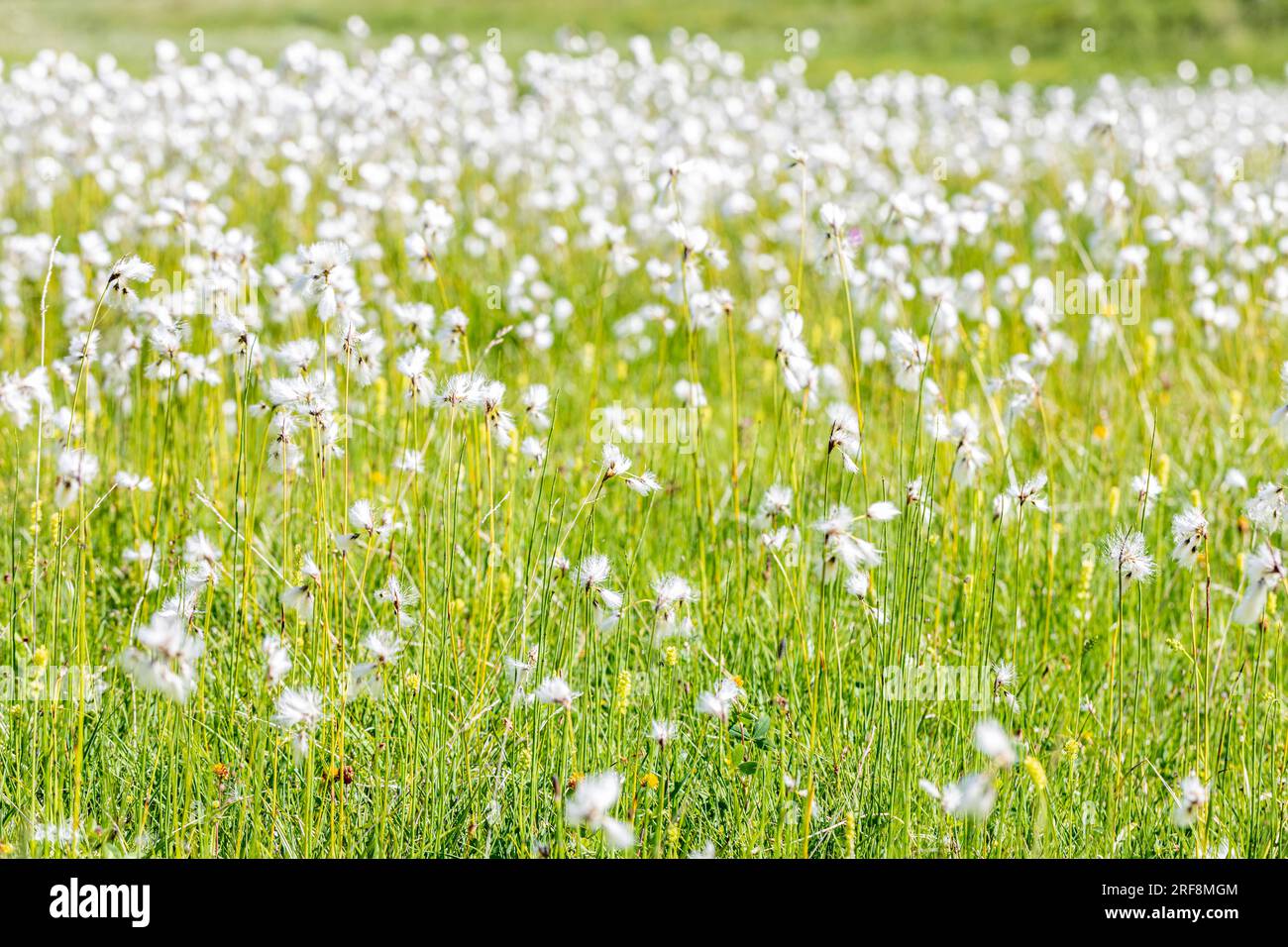 Common Cottongrass - Eriophorum angustifolium -, Plan de Baños in Benasque valley, Huesca, Spain Stock Photo