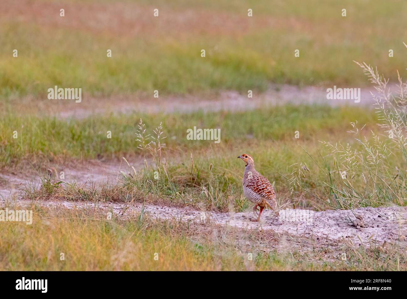 Grey Francolin in search of food Stock Photo