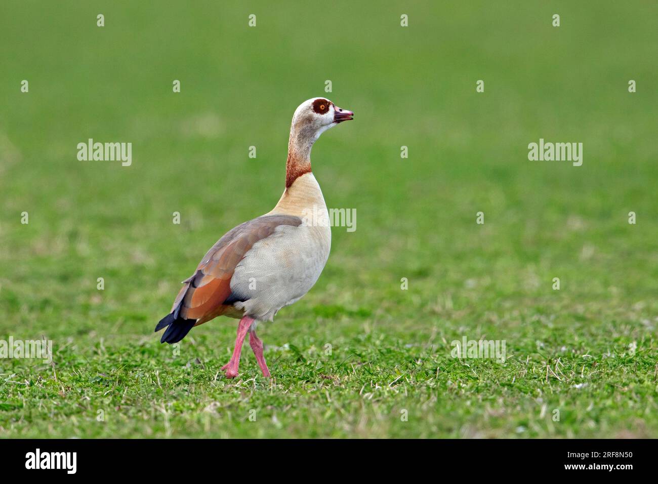 Egyptian goose (Alopochen aegyptiaca / Anas aegyptiaca) foraging in grassland, exotic species native to Africa south of the Sahara and the Nile Valley Stock Photo