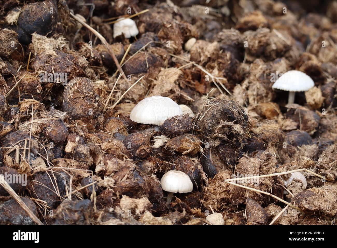 a Pile of Horse dung with Mushrooms Stock Photo - Alamy