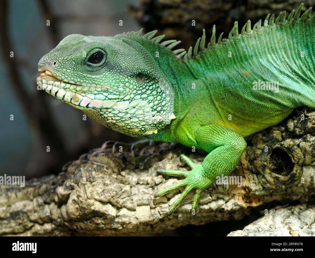 Closeup of Chinese water dragon, or Asian water dragon, (Physignathus cocincinus) is a species of agamid lizard native to China and mainland Southeast Stock Photo