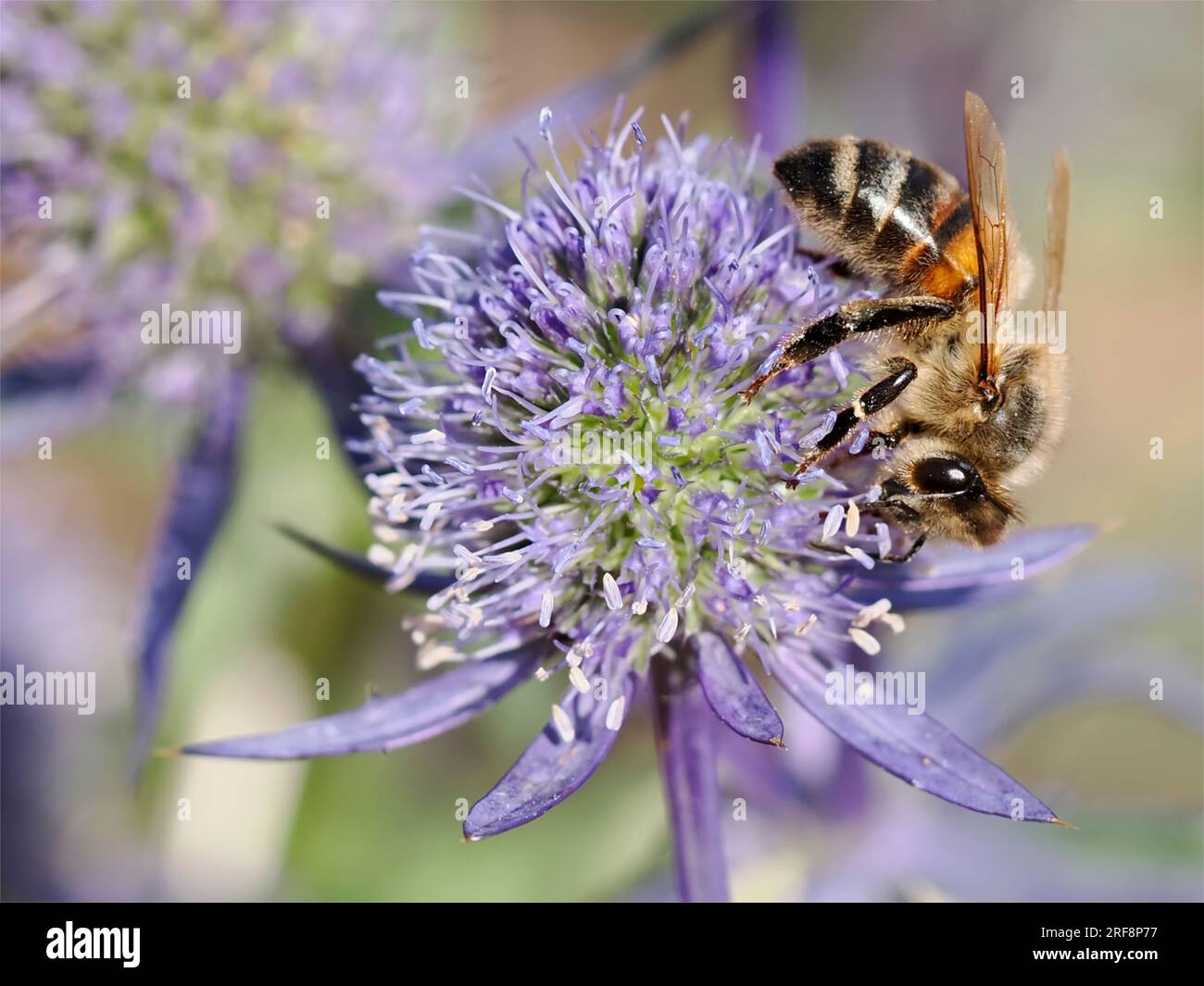 Macro of honey bee (Apis) feeding on blue thisle (Eryngium planus ou Echinops ritro) and seen from profile Stock Photo