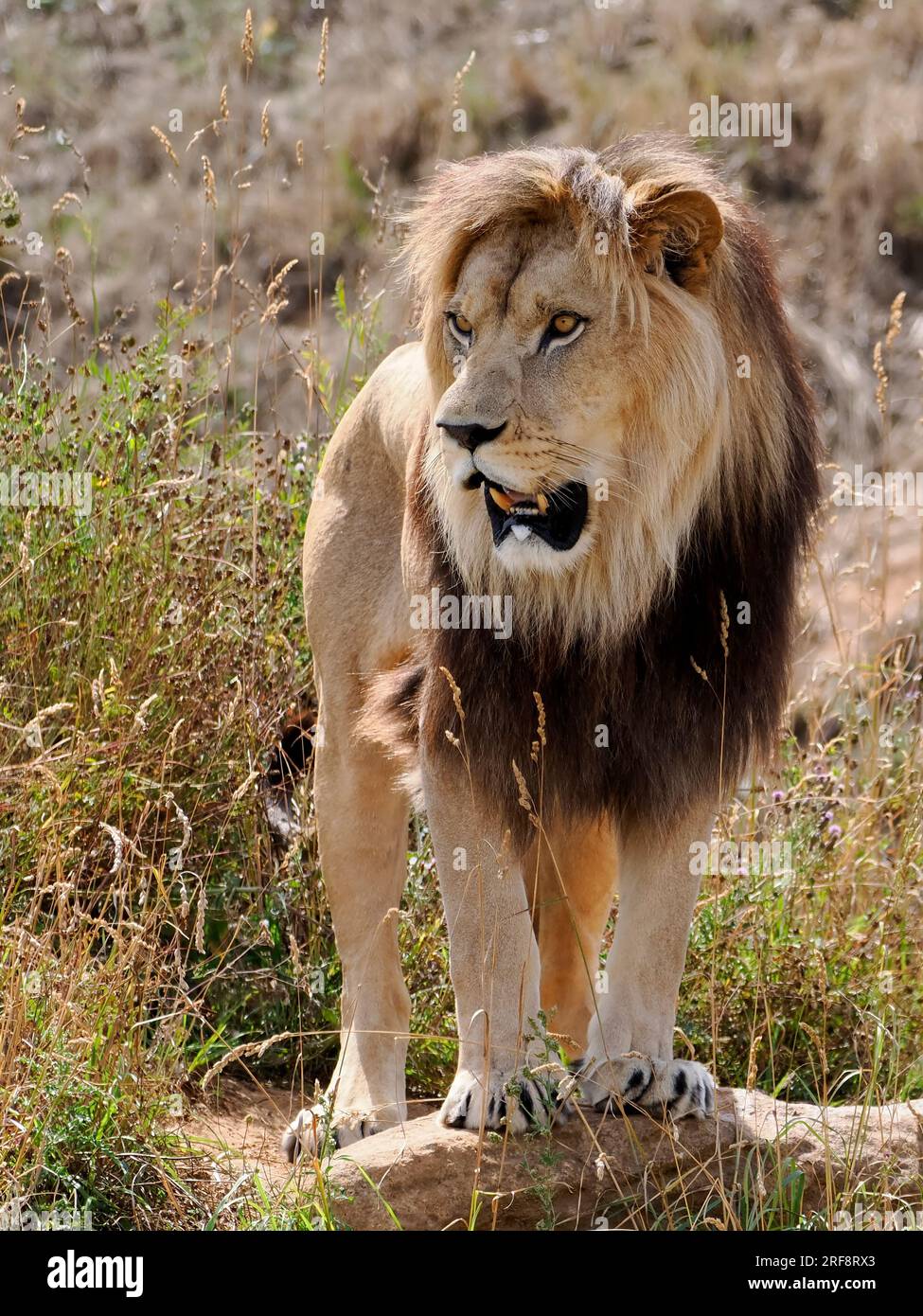 Lion seen from front (Panthera leo) and standing in grass Stock Photo