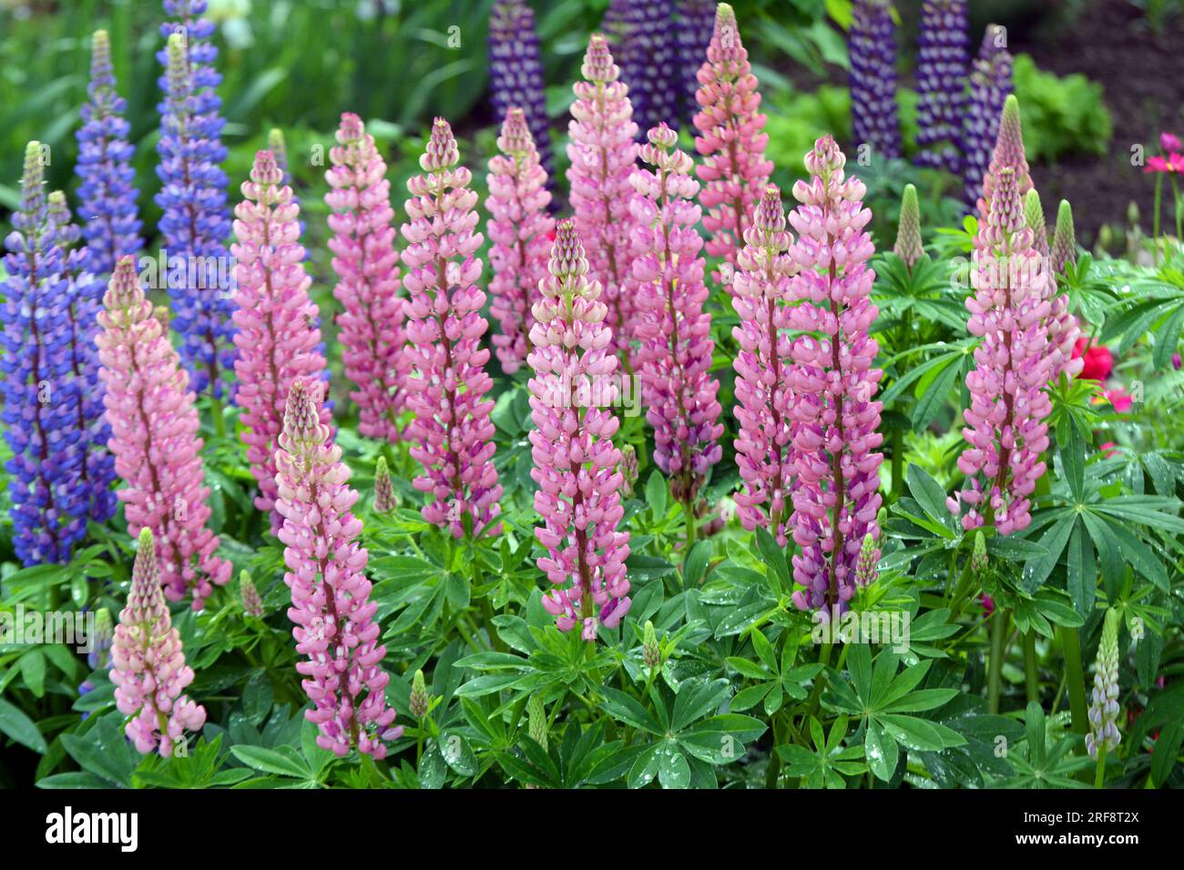 In the spring in the garden blooms lupine Stock Photo