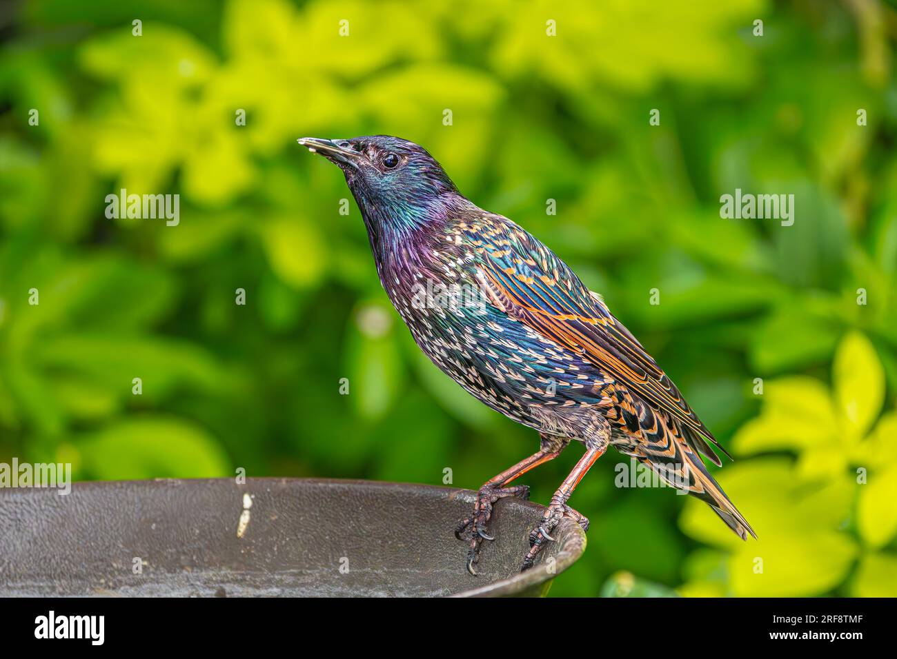 Starling having a drink from a bird bath Stock Photo
