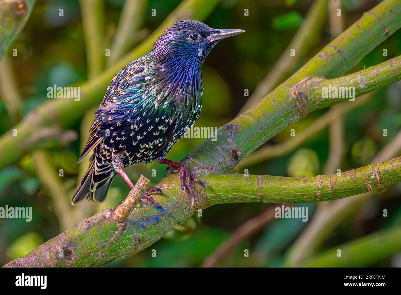 Starling sitting on a branch Stock Photo