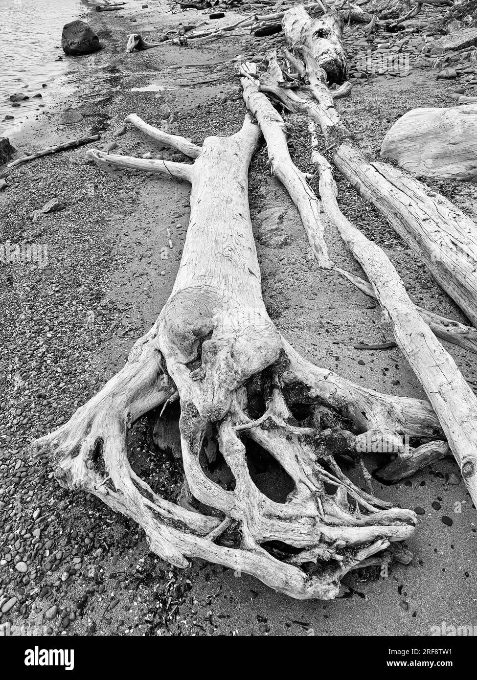old driftwood log along the beach Stock Photo Alamy