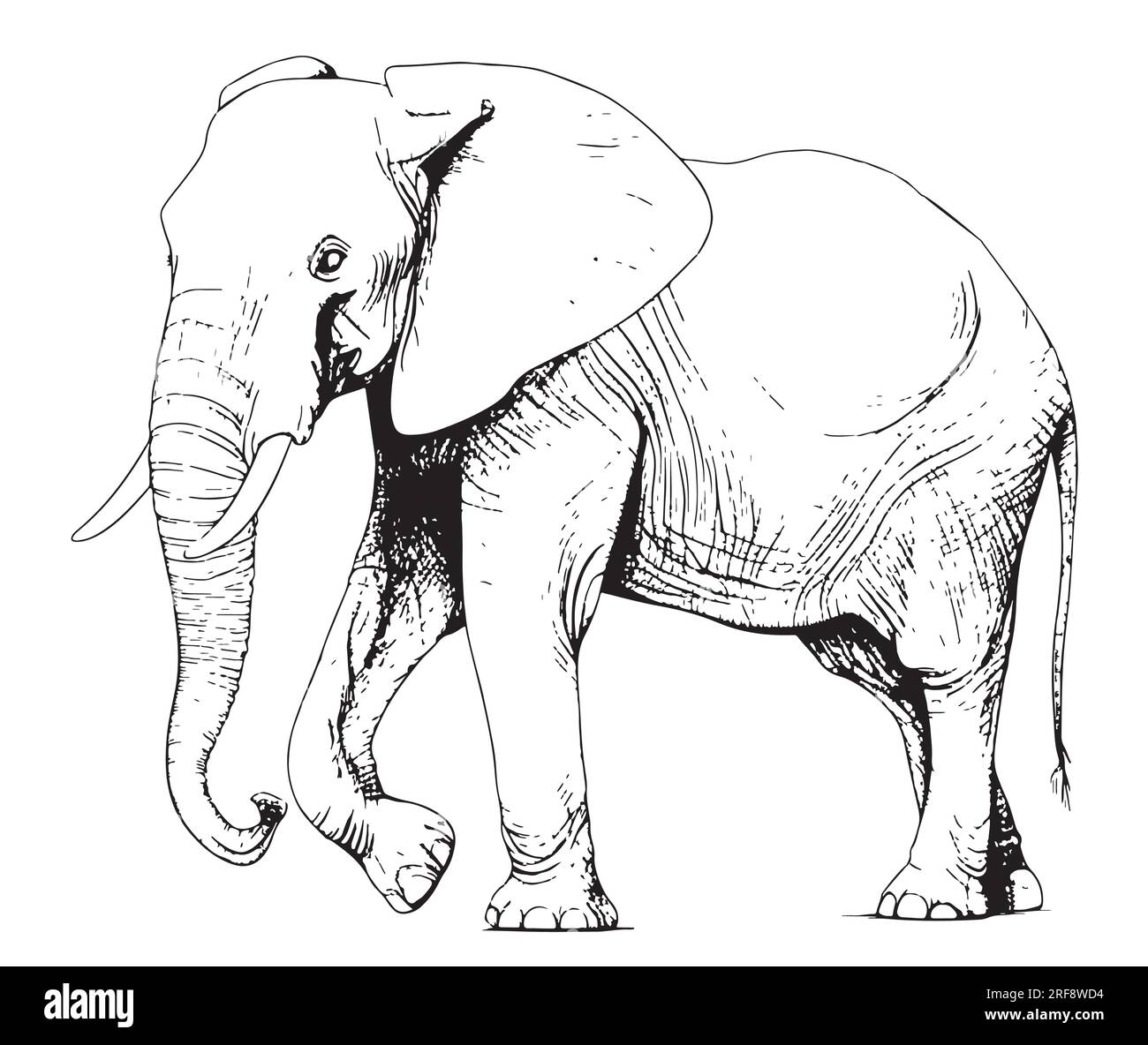 Big walking elephant hand drawn sketch Vector Stock Vector Image & Art ...