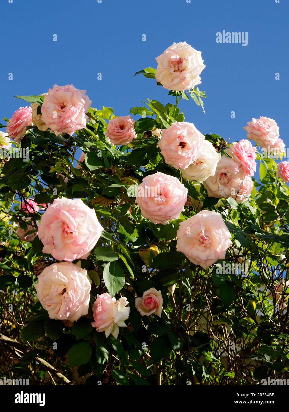 Closeup of pink rose flowers in a french garden on the blue sky