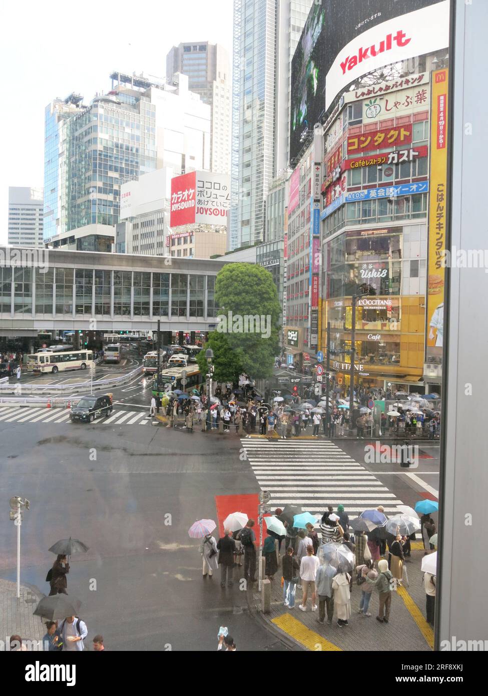 Large crowds of pedestrians wait patiently in the rain on either side of the road waiting to cross at Shibuya Scramble, an iconic landmark in Tokyo. Stock Photo