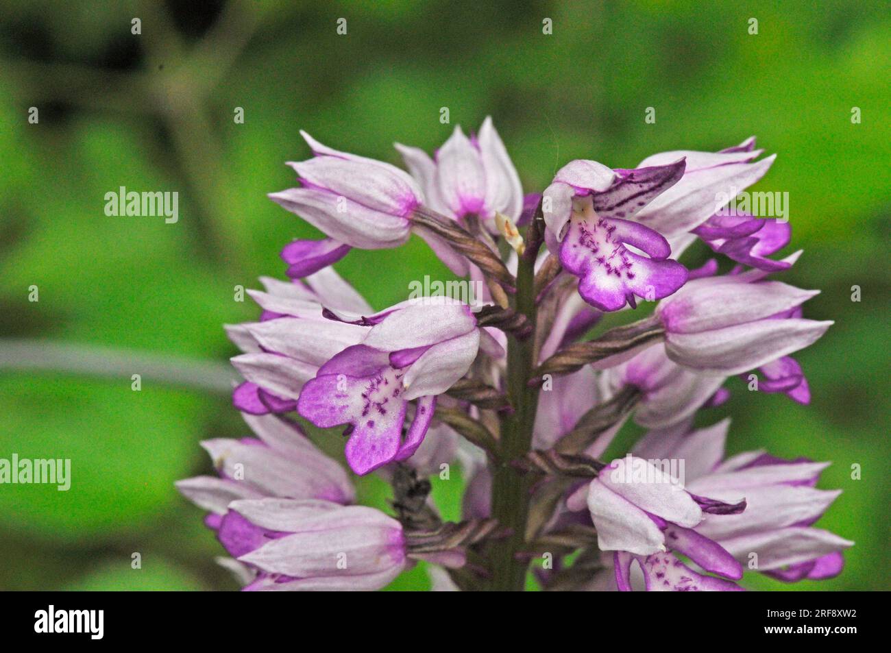 Military Orchid, Orchis militaris,rare,close up, Buckinghamshire, UK Stock Photo