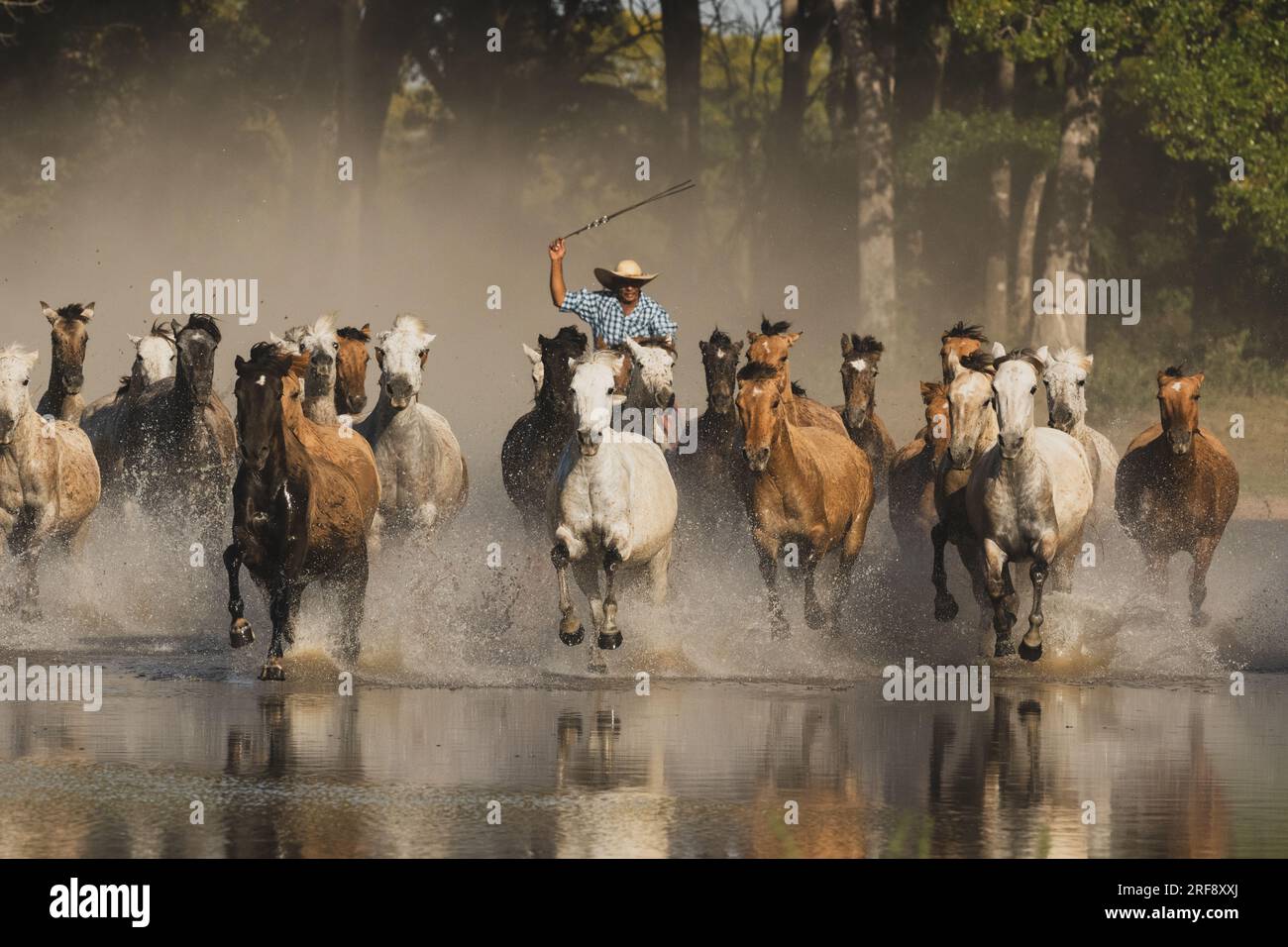 Pantaneiro cowboy herding horses, Pantanal wetlands Stock Photo