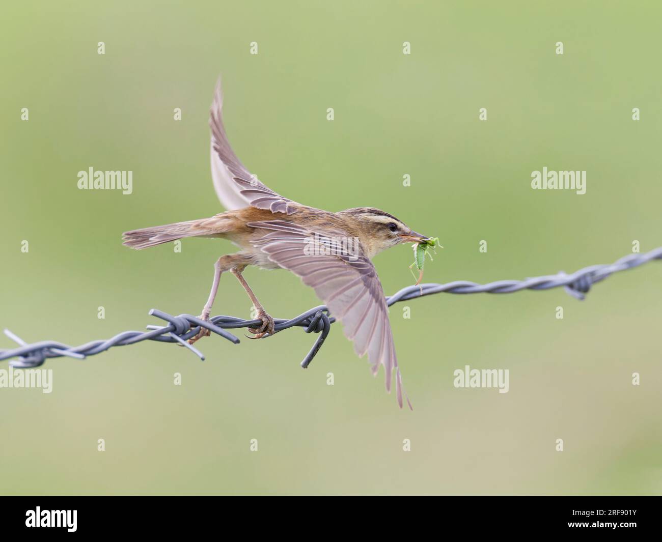 Sedge Warbler (Acrocephalus schoenobaenus) running , balancing  on barbed wire . Wings spread.  Grasshopper in beak. Stock Photo