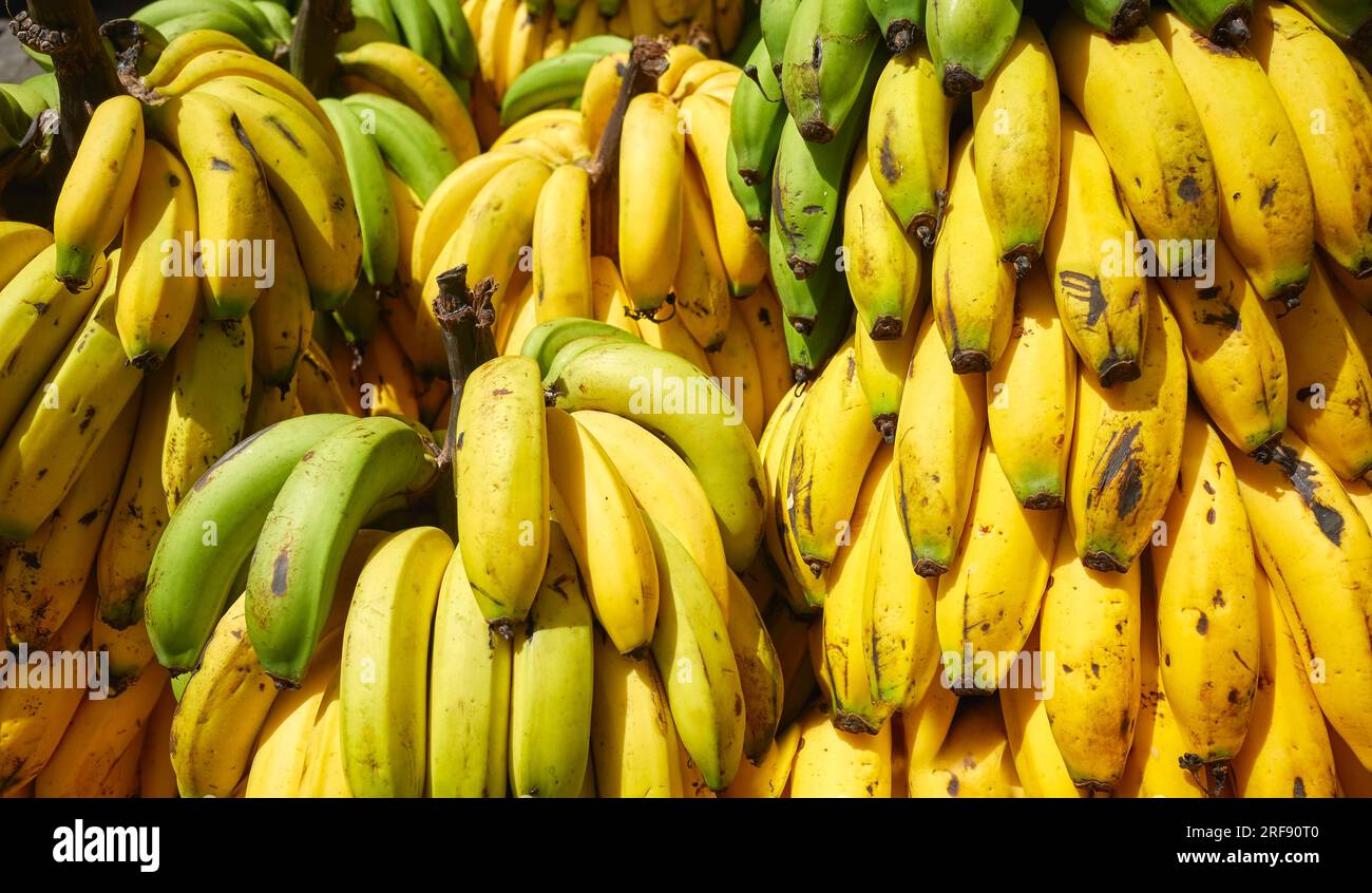 Close up photo of ripe bananas at a local market, selective focus