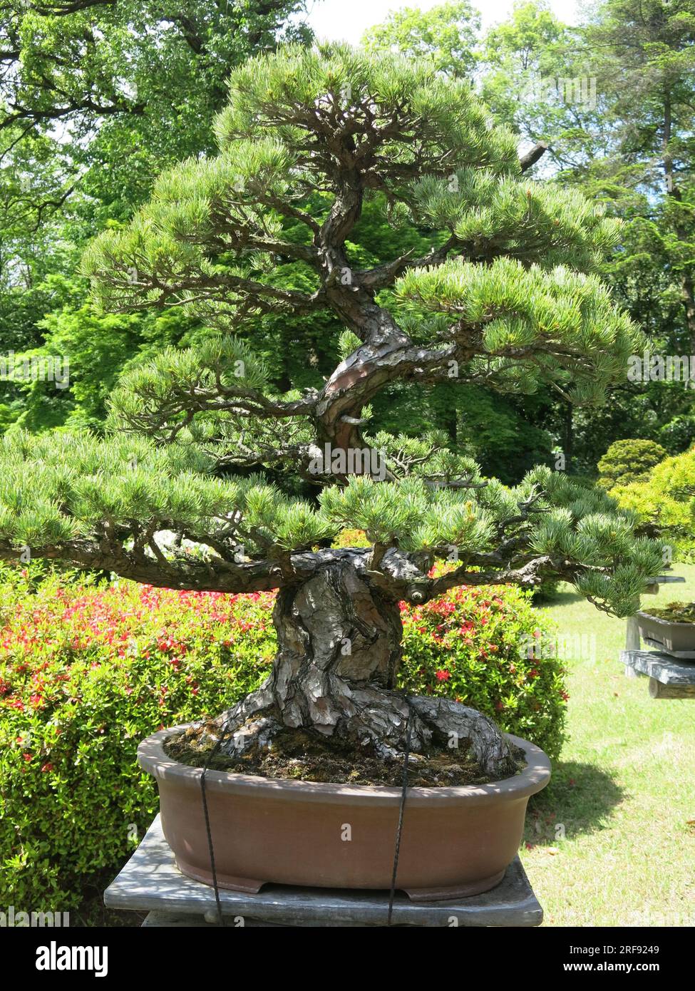 Japanese Bonsai tree specimens displayed on pedestals in the Inner