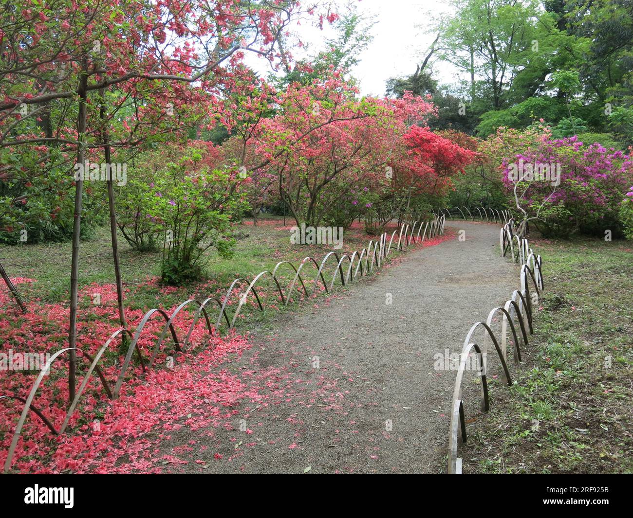 Meiji Jingu Shrine: path edged with hoops meanders through the azalea garden where the mature bushes are in full bloom in pinks & purples, late April. Stock Photo