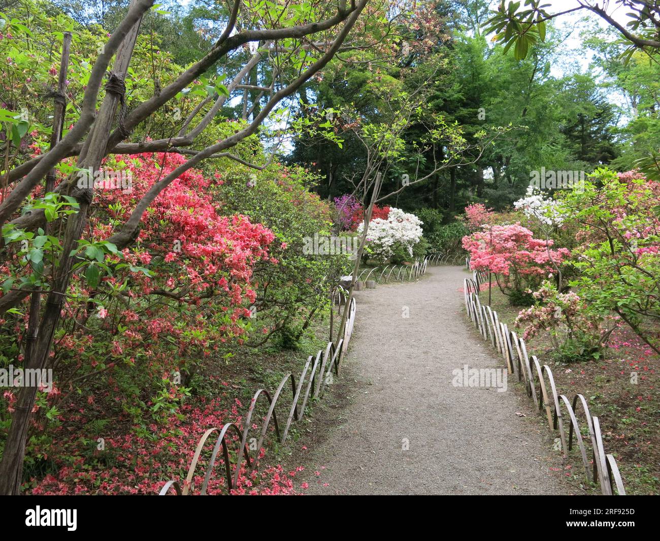 Meiji Jingu Shrine: path edged with hoops meanders through the azalea garden where the mature bushes are in full bloom in pinks & purples, late April. Stock Photo