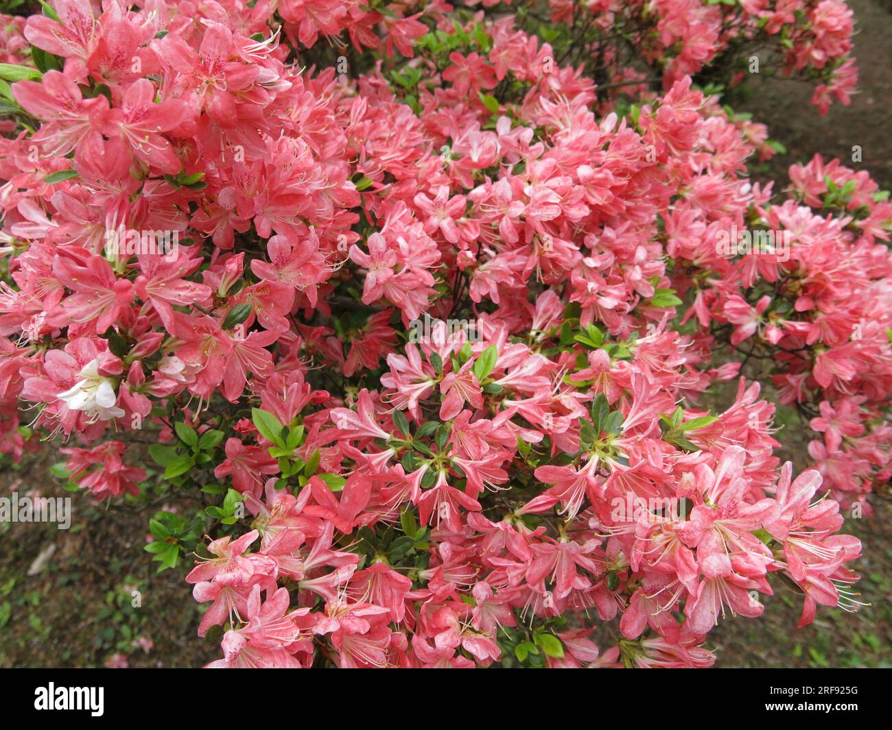 Late April in Japan and the azaleas are in full bloom; a close-up of a pink variety in the gardens of the Meiji Shrine, Tokyo. Stock Photo