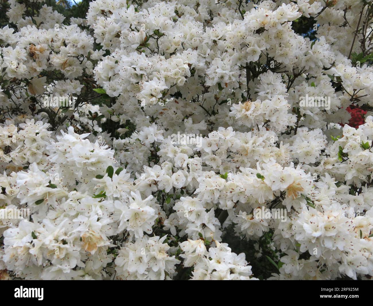 Late April in Japan and the azaleas are in full bloom; a close-up of a white variety in the gardens of the Meiji Shrine, Tokyo. Stock Photo