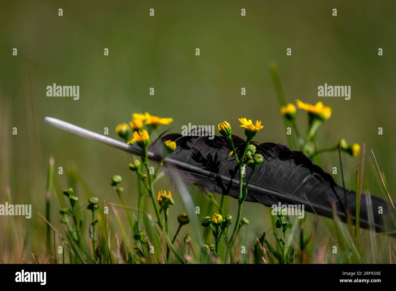 Rook black bird feather alone in summer flower color fresh meadow Stock ...