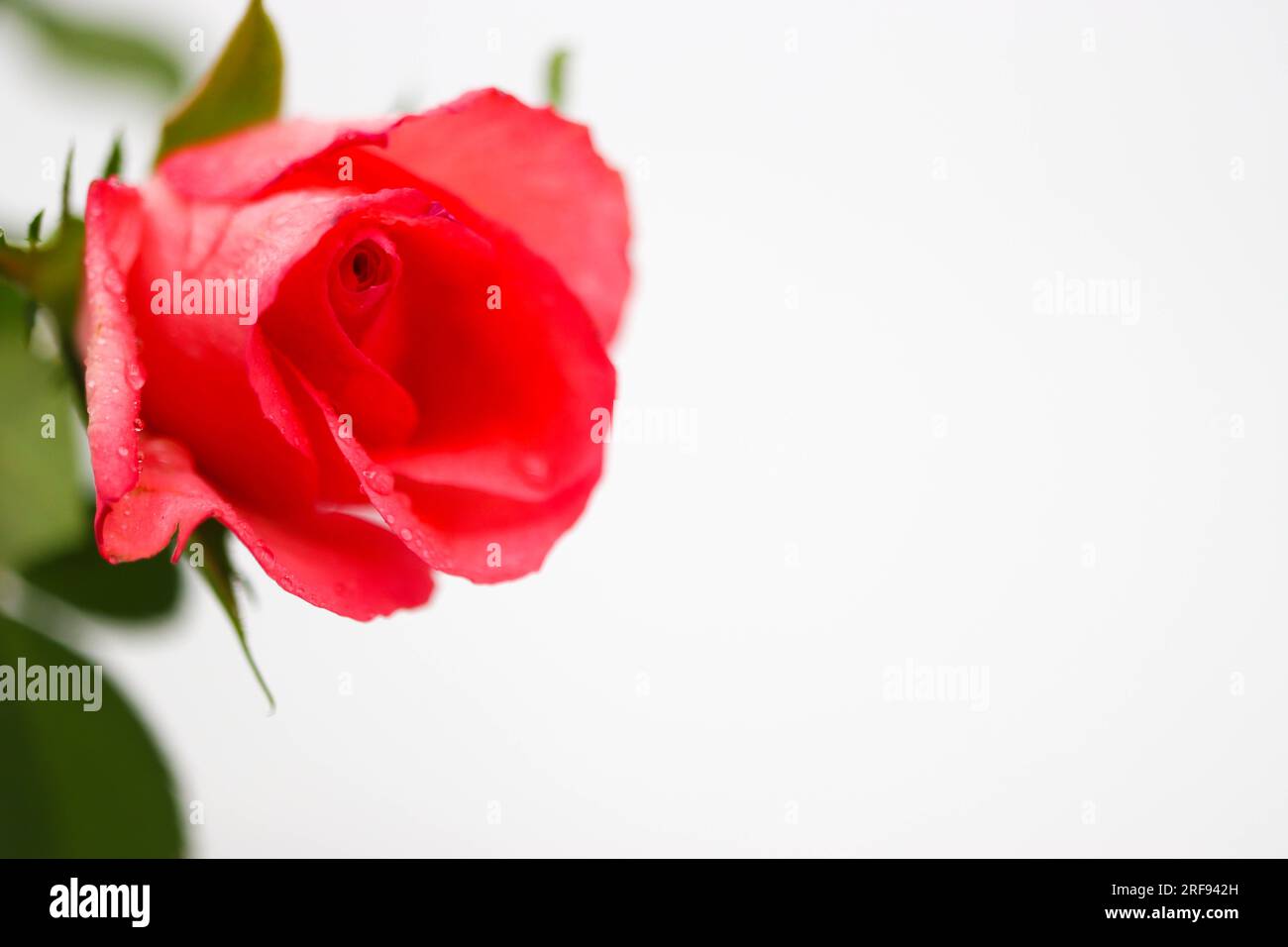 Beautiful pink rose on a white background Stock Photo