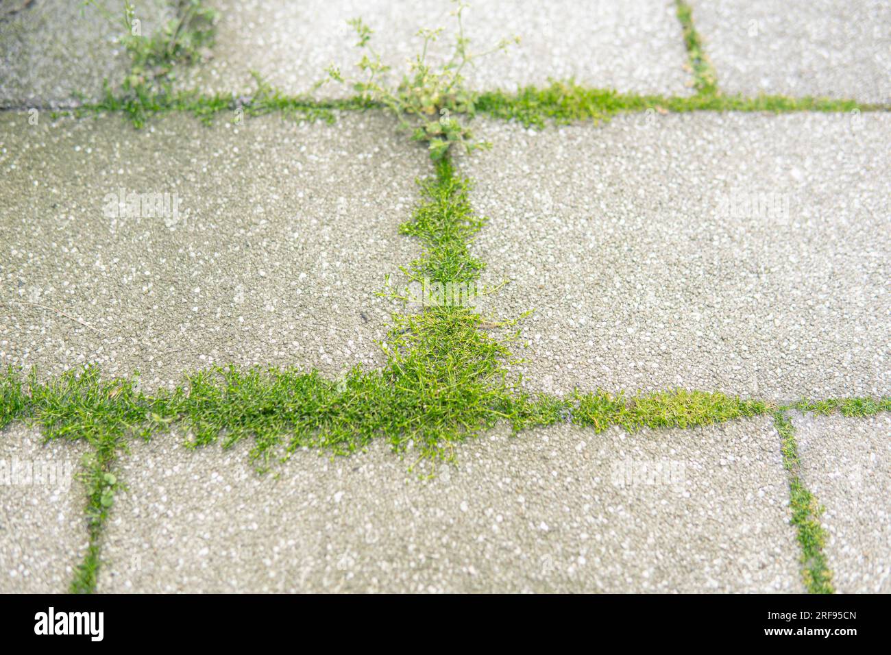 detail of small weeds growing between pieces of paving stones Stock Photo