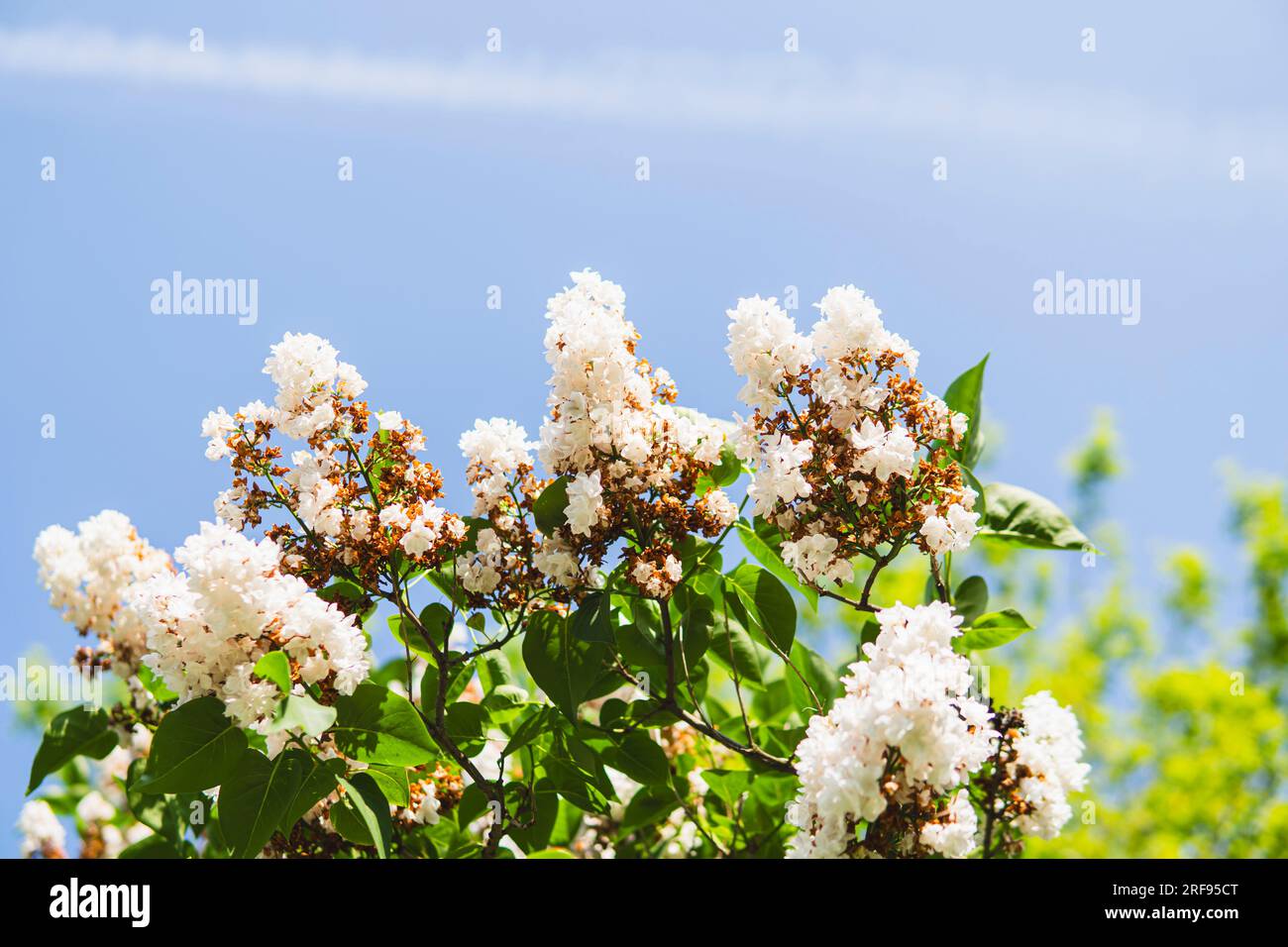 Detail of lilac with white flowers over blue sky Stock Photo