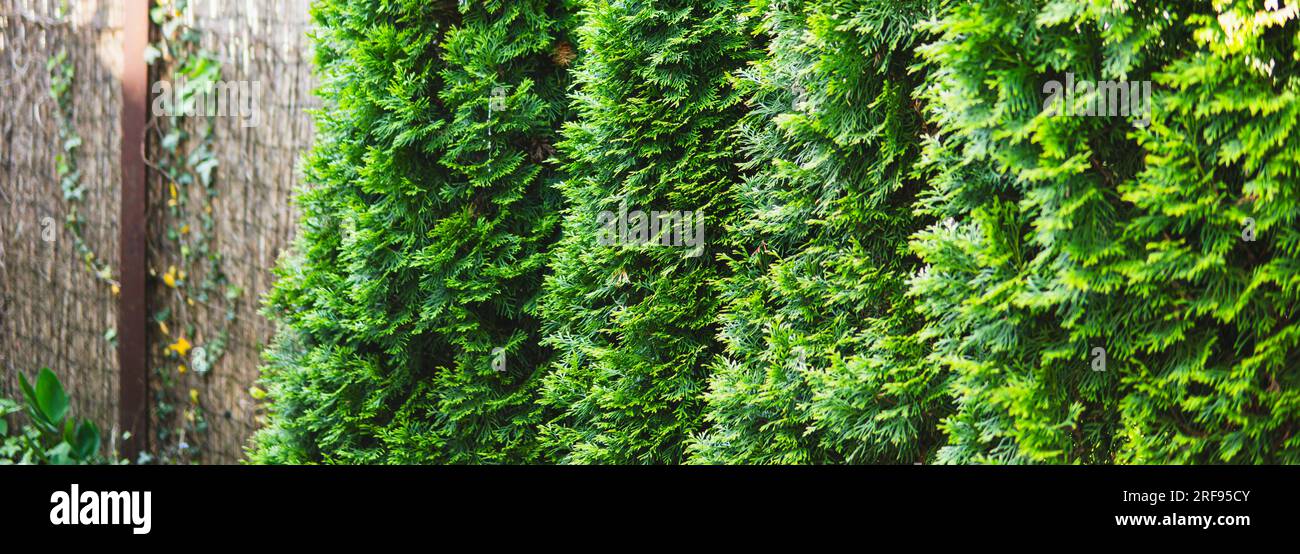 Detail of thuja growing in a garden Stock Photo