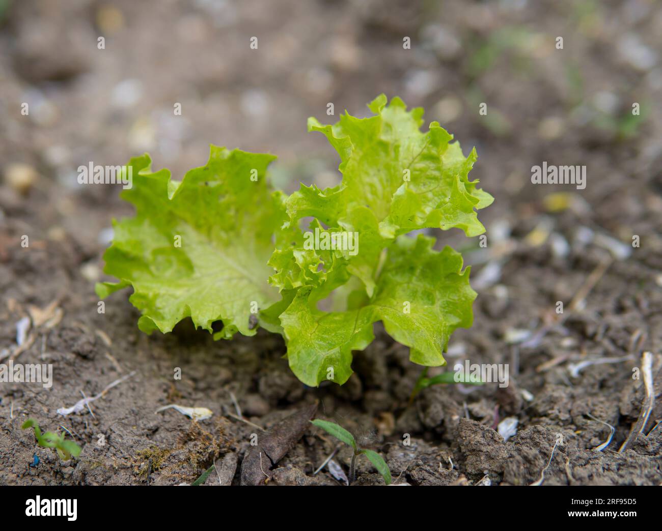 Detail of small green lettuce growing on the ground Stock Photo