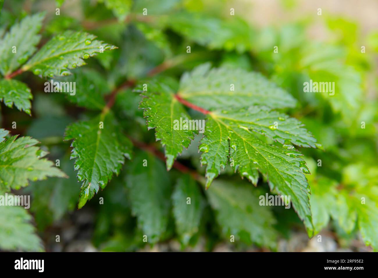 detail of a small flowering plant with green leaves and water drops after the rain Stock Photo
