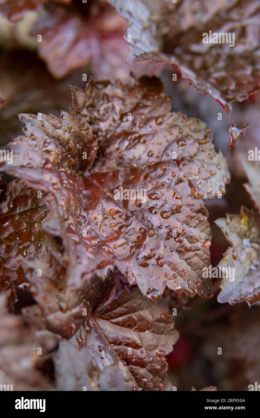 detail of Heuchera micrantha with red leaves and small water drops Stock Photo