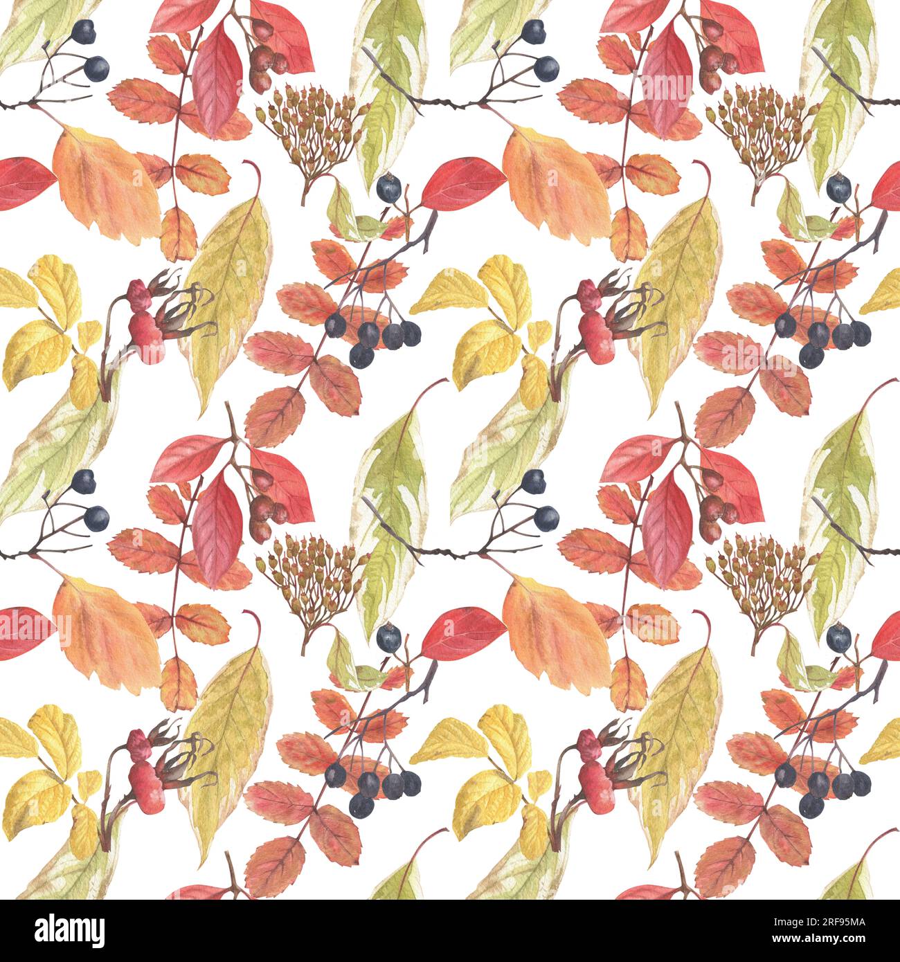 Seamless pattern of hand-drawn watercolor autumn leaves and berries. A ...