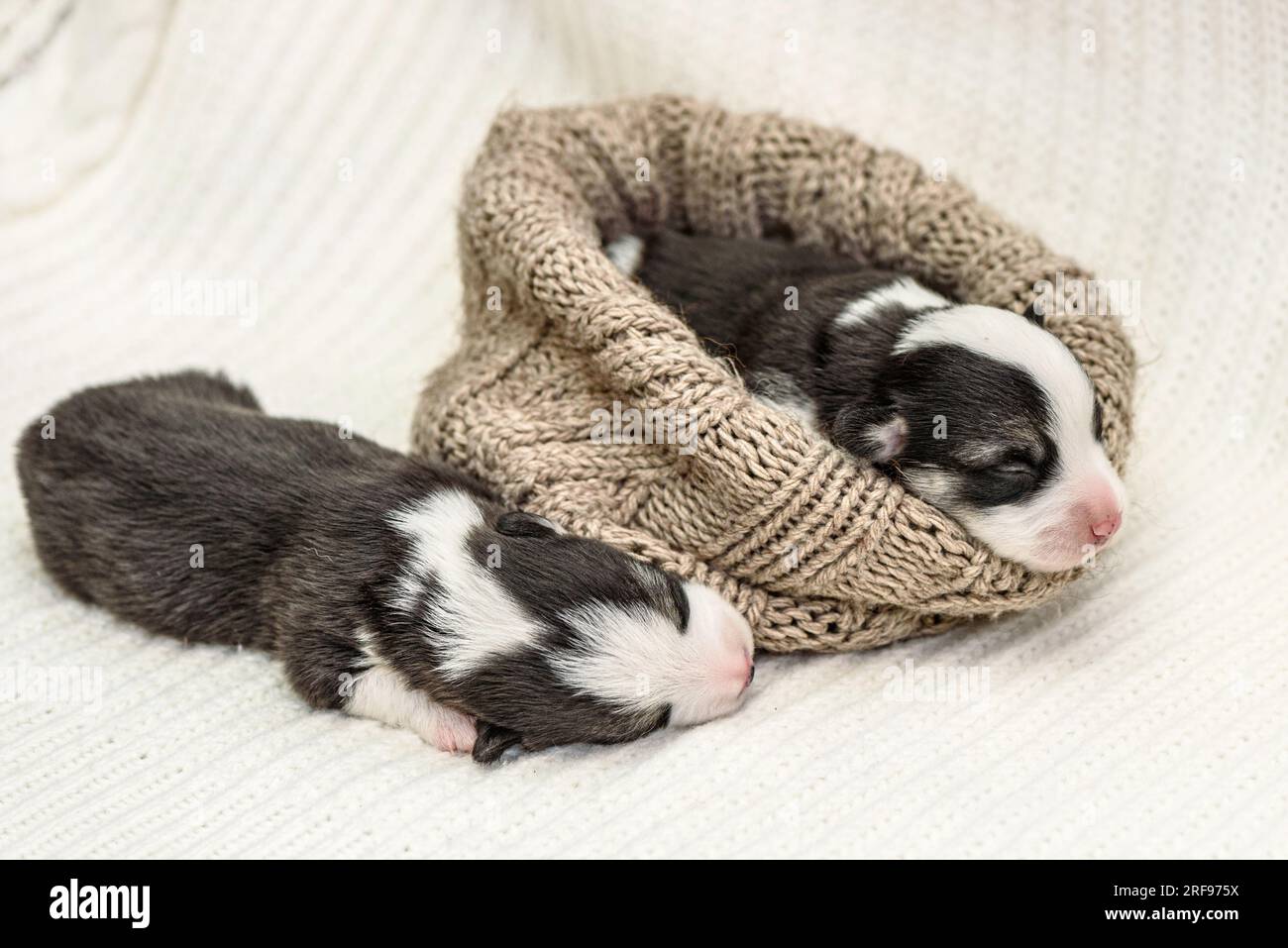 Two sweet tiny Welsh puppies sleeps on soft beige blanket at home
