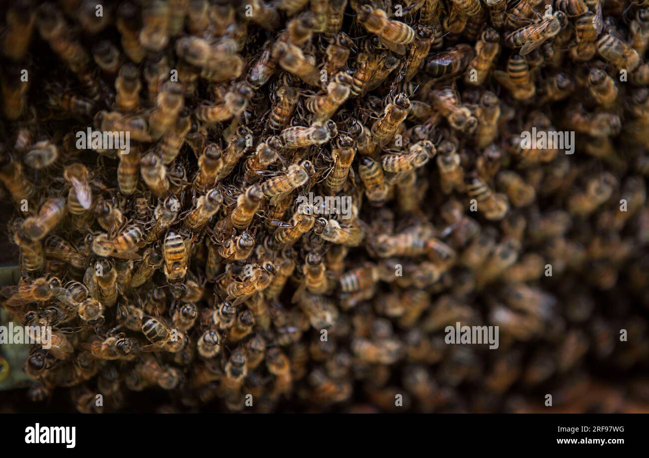 Hives close up in hi-res stock photography and images - Alamy