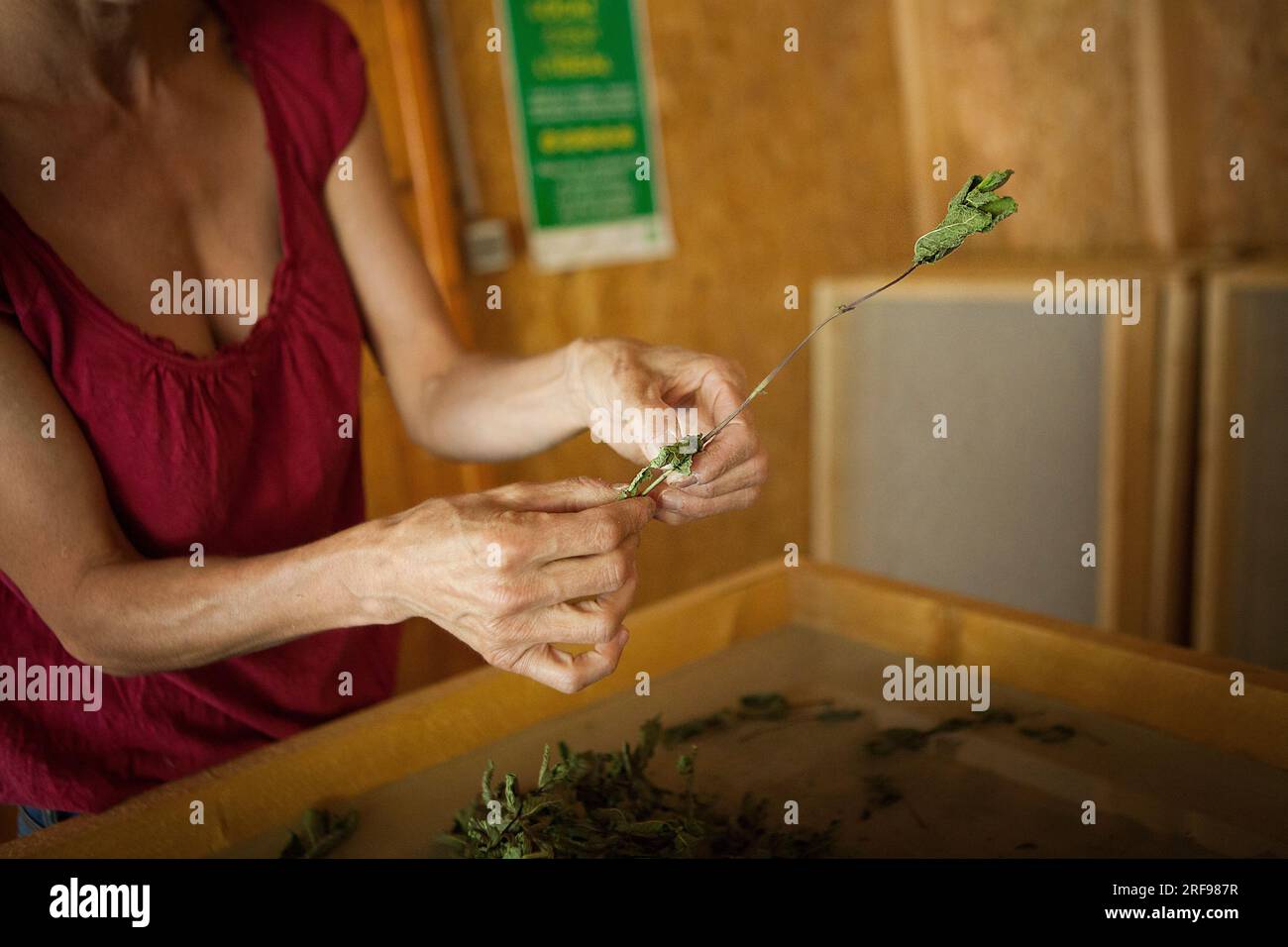 The herbalist collects the leaves of nanah mint, a variety of spearmint, also called Moroccan mint, from the dryer. Stock Photo