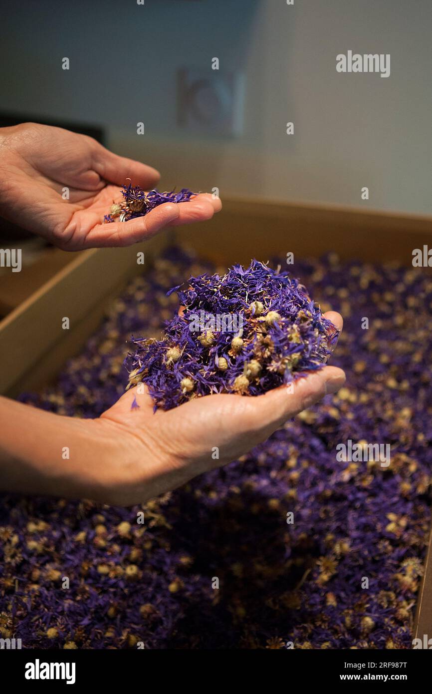 Herbalist harvesting the Cornflower flower effective against conjunctivitis. Stock Photo