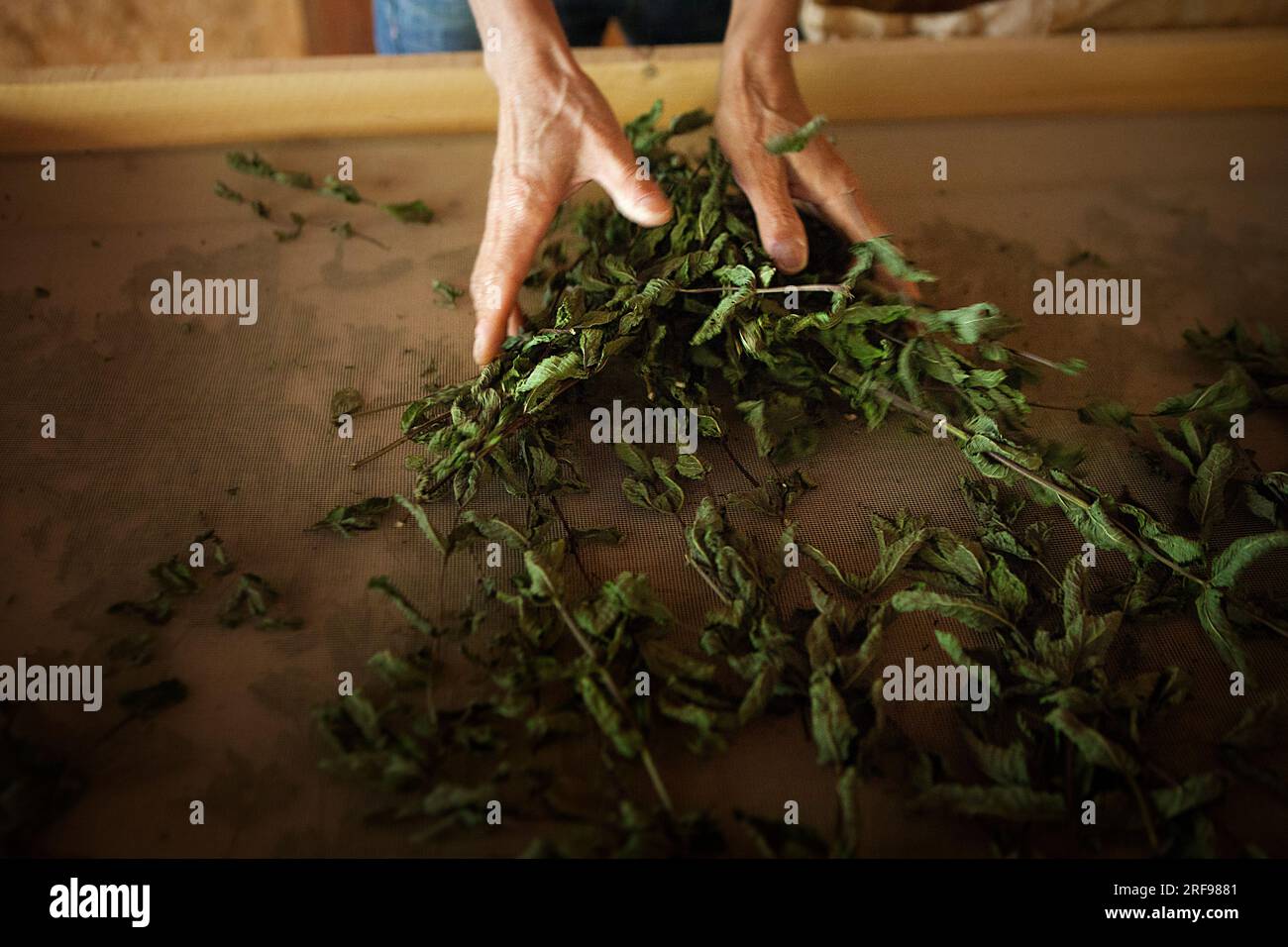 The herbalist collects the leaves of nanah mint, a variety of spearmint, also called Moroccan mint, from the dryer. Stock Photo