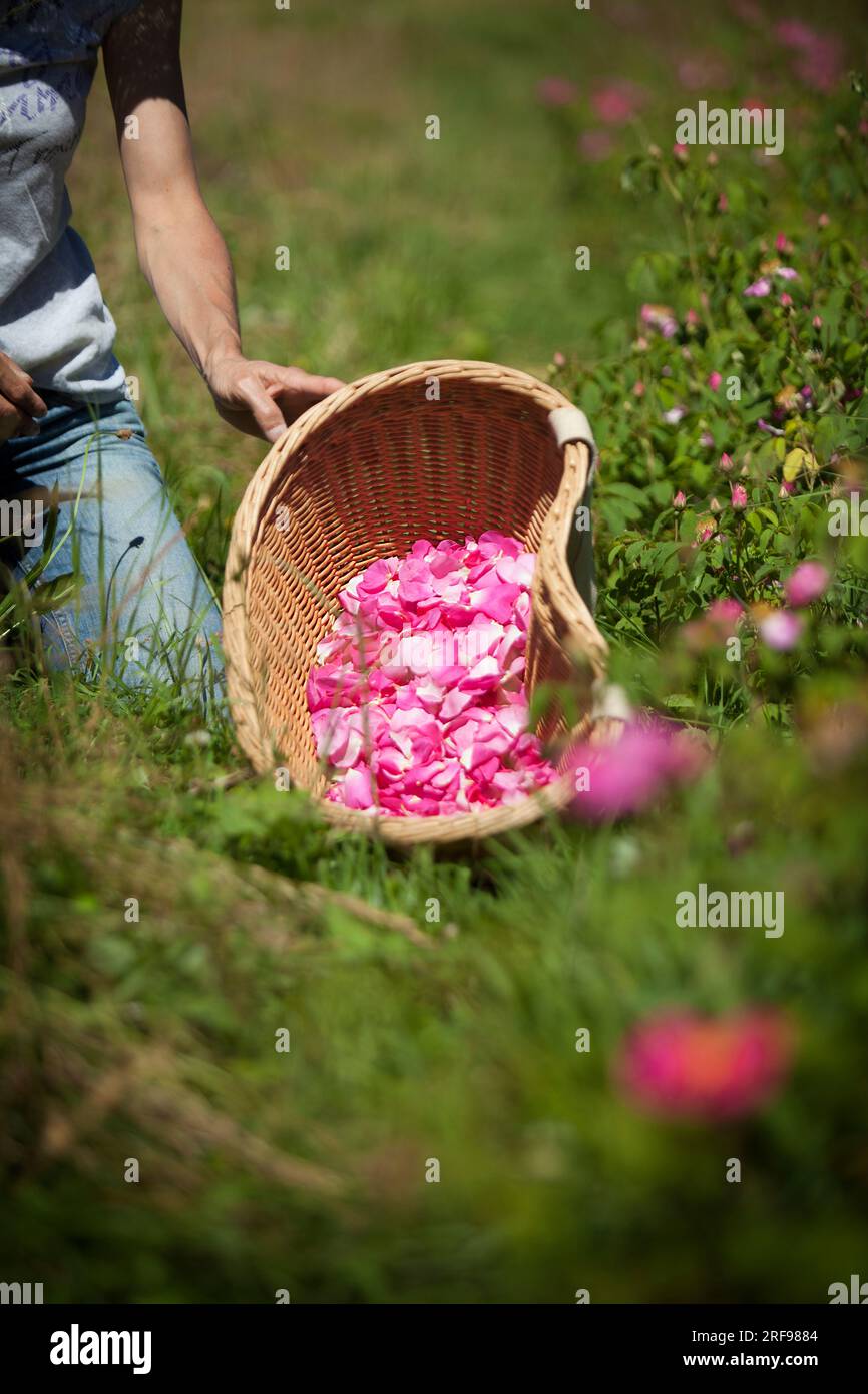Harvest of Provins rose with soothing properties for digestive and ...