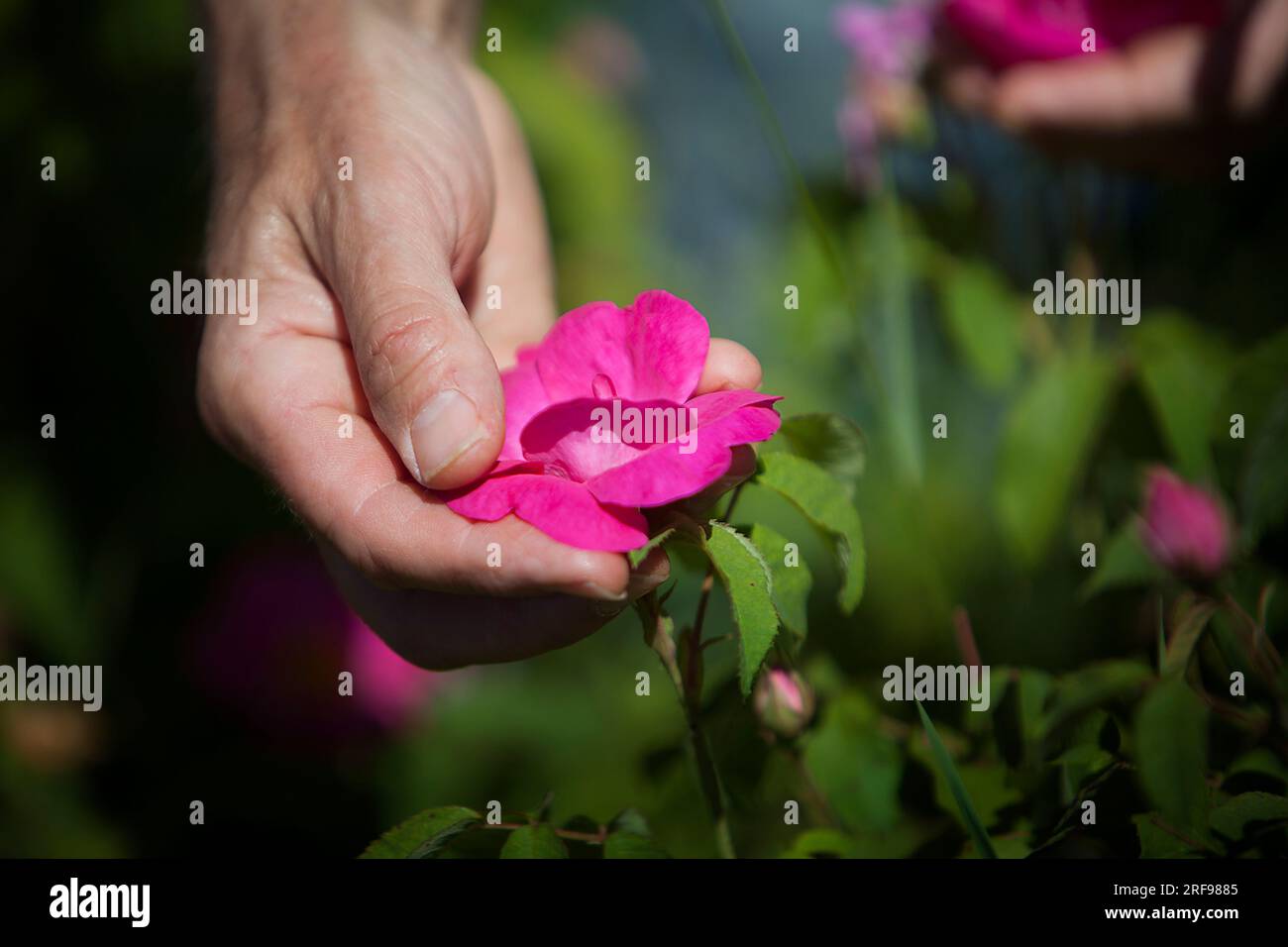 Harvest of Provins rose with soothing properties for digestive and ...