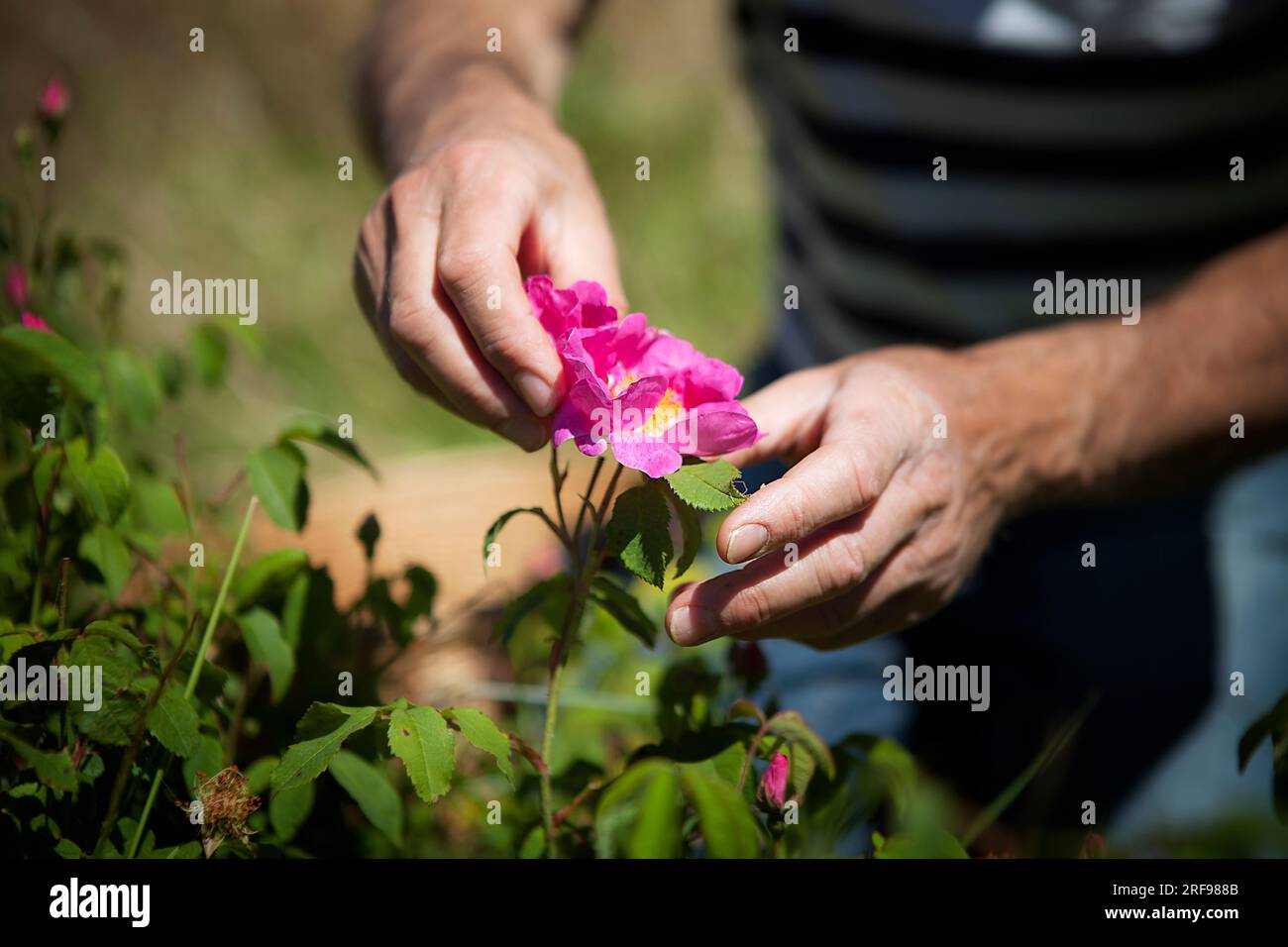 Harvest of Provins rose with soothing properties for digestive and ...