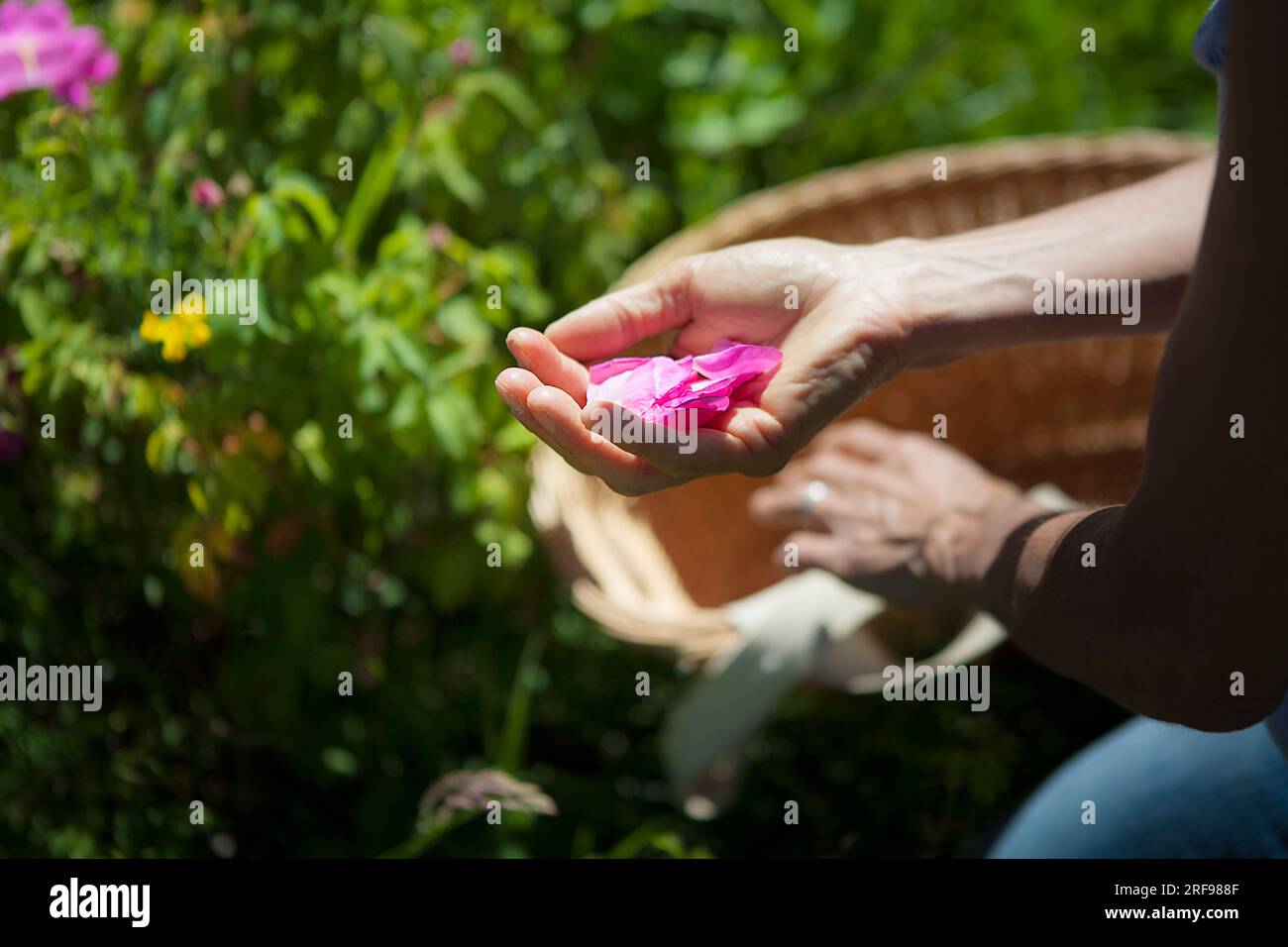 Harvest of Provins rose with soothing properties for digestive and ...