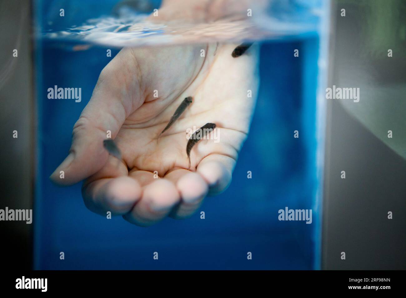 Garra rufa fish feed on dead skin and are used to treat wounds or