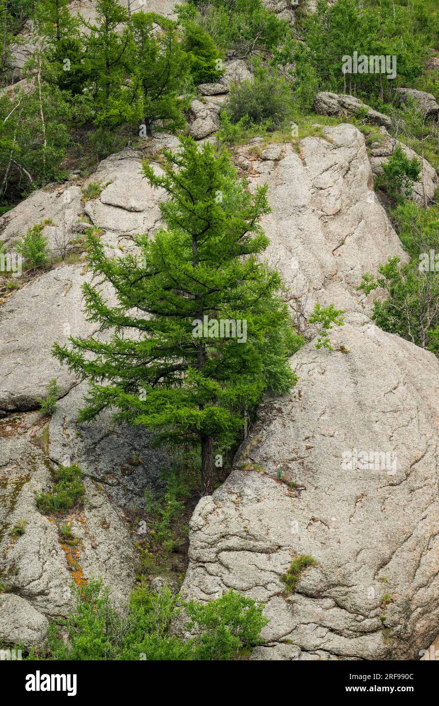 Dahurian larch (Larix gmelinii) tree is growing between rocks in Gorkhi Terelj National Park which is 60 km from Ulaanbaatar, Mongolia. Stock Photo